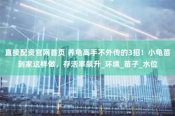 直接配资官网首页 养龟高手不外传的3招！小龟苗到家这样做，存活率飙升_环境_苗子_水位