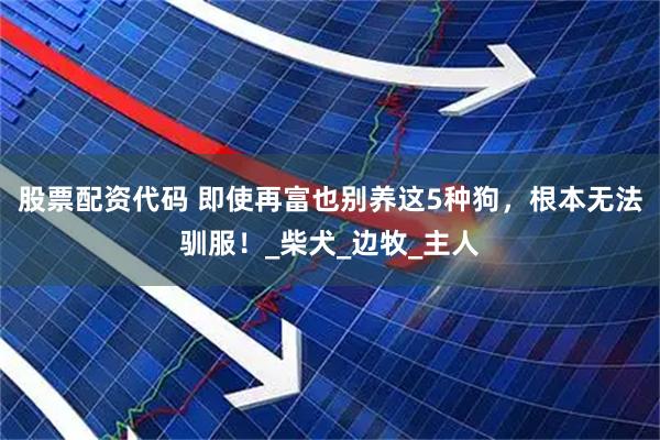 股票配资代码 即使再富也别养这5种狗，根本无法驯服！_柴犬_边牧_主人